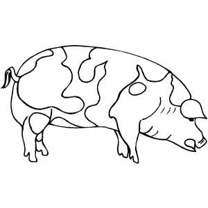Fat Pig coloring page