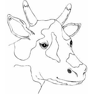 Spotty Cow Head coloring page