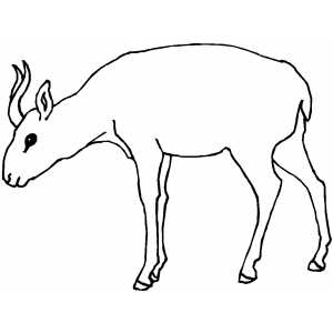 Antelope With Small Horns coloring page