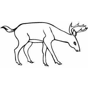 Drinking Deer coloring page