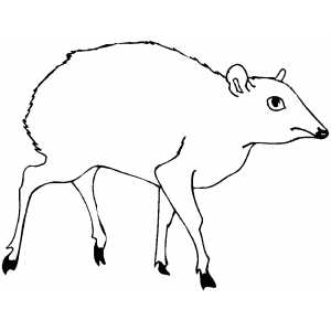 Dwarf Antelope coloring page