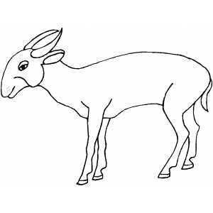 Pygmy Antelope coloring page