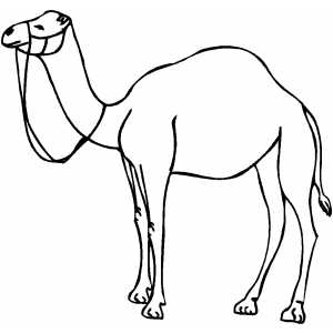 Standing Camel coloring page