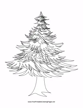 Fir coloring page