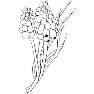 Flowers With Many Petals coloring page