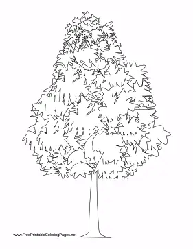 Hedge coloring page