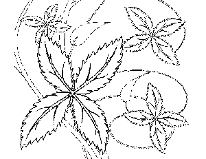 Leaves and Vines Coloring Page