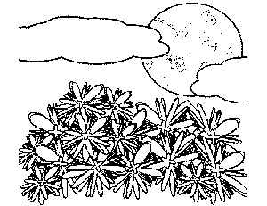 Moon and Flowers Coloring Page