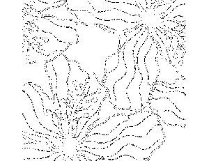 Orchid Close Up Coloring Page
