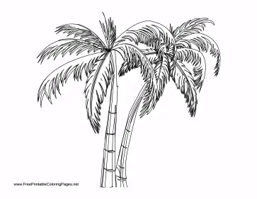 Palms coloring page