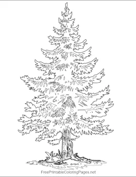 Pine_Tree coloring page