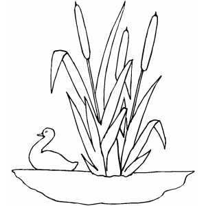 Reeds coloring page