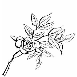 Rose On The Branch coloring page