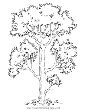Tall_Tree coloring page