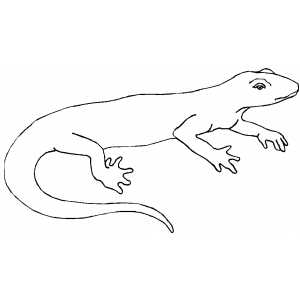 Calm Lizard coloring page